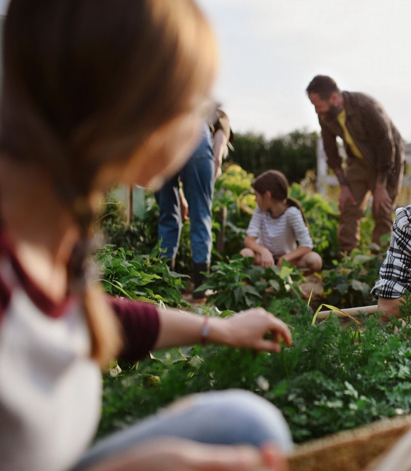 Group of people planting and tending to vegetation on a farm, working together outdoors among green plants and soil